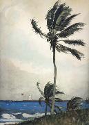 Winslow Homer Palm Tree,Nassau (mk44) oil painting reproduction